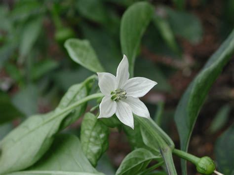 辣椒 花|辣椒的花有什么特点？